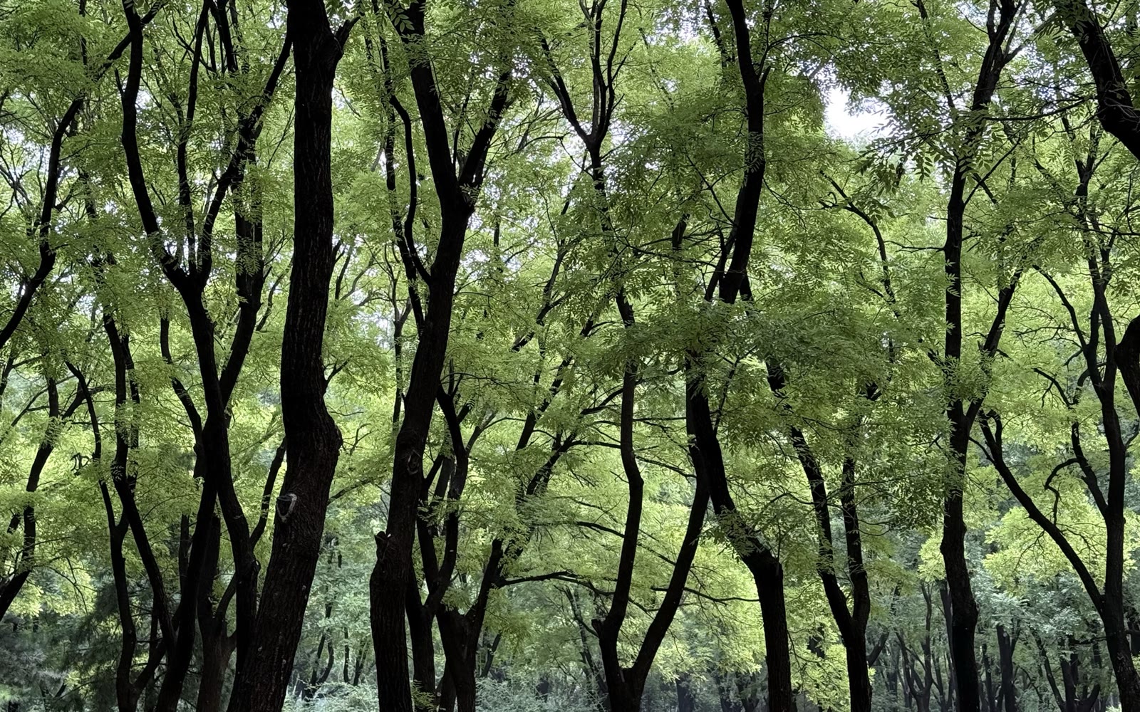 盛夏蝉鸣 · 北京奥森公园的现场照片